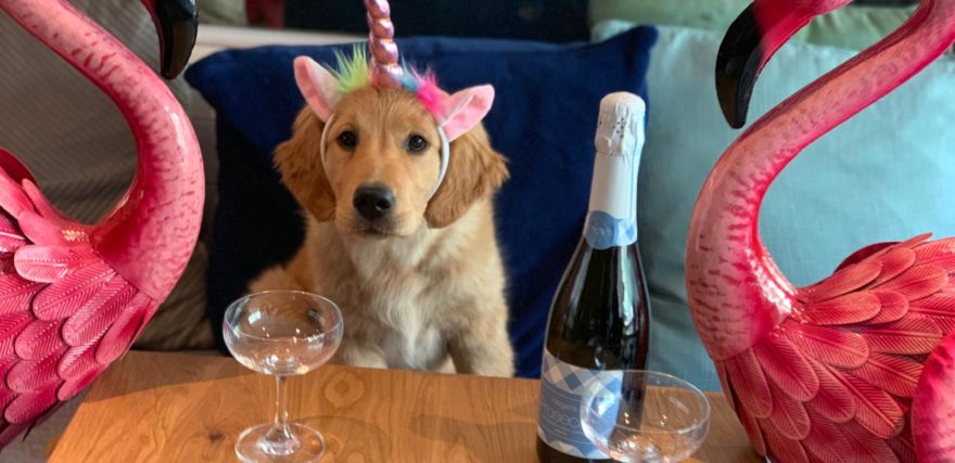 Dog with unicorn headband and a bottle of Prosecco - at Megan's